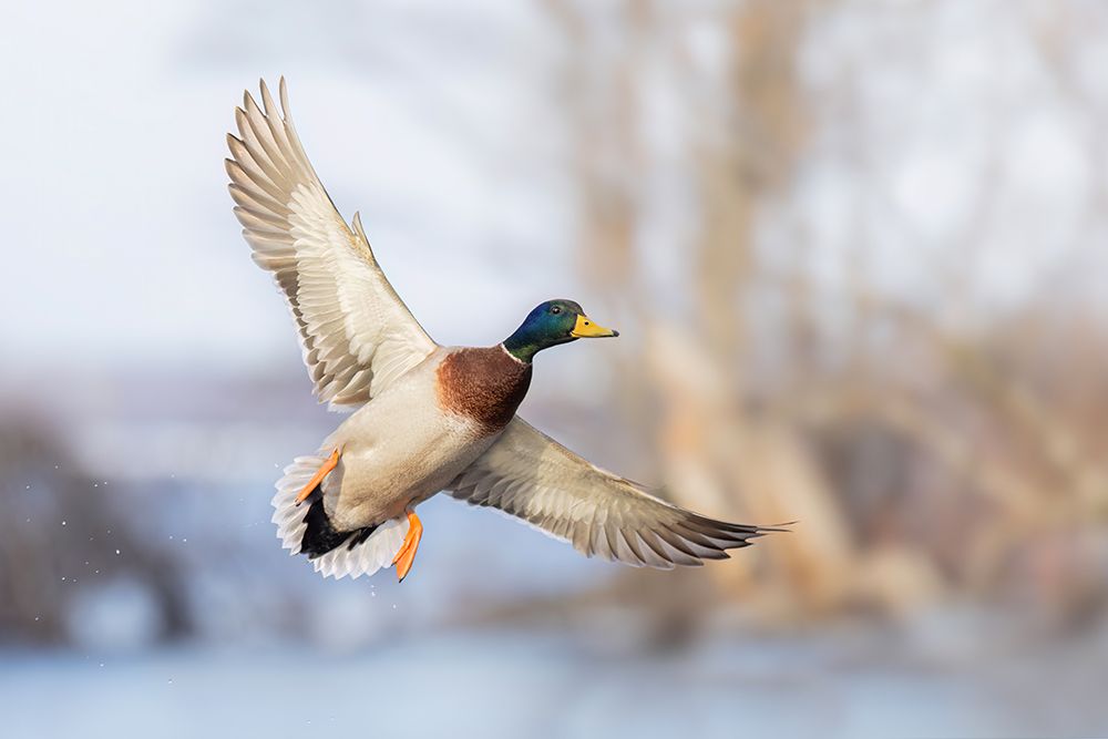 Mallard Drake art print by Jim Cumming for $57.95 CAD