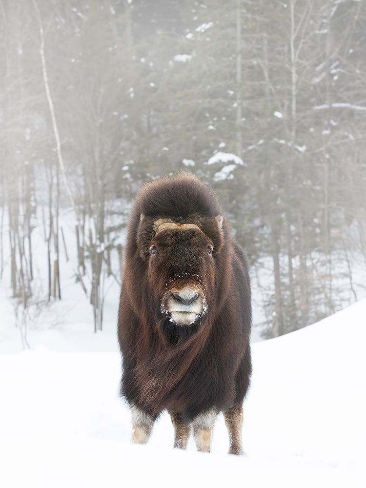 Musk Ox art print by Jim Cumming for $57.95 CAD