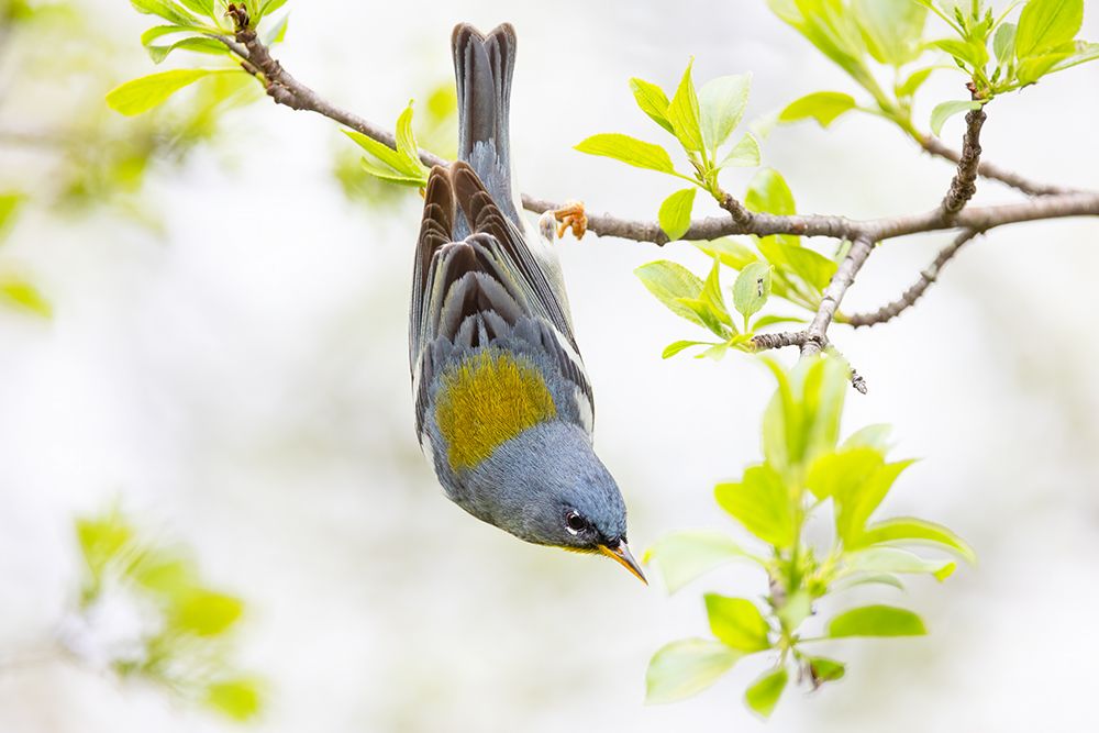 Northern Parula art print by Jim Cumming for $57.95 CAD