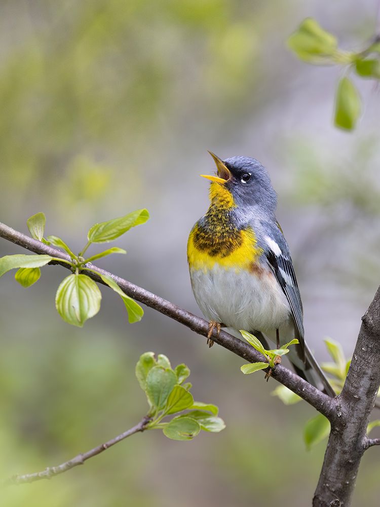 Northern Parula Singing art print by Jim Cumming for $57.95 CAD