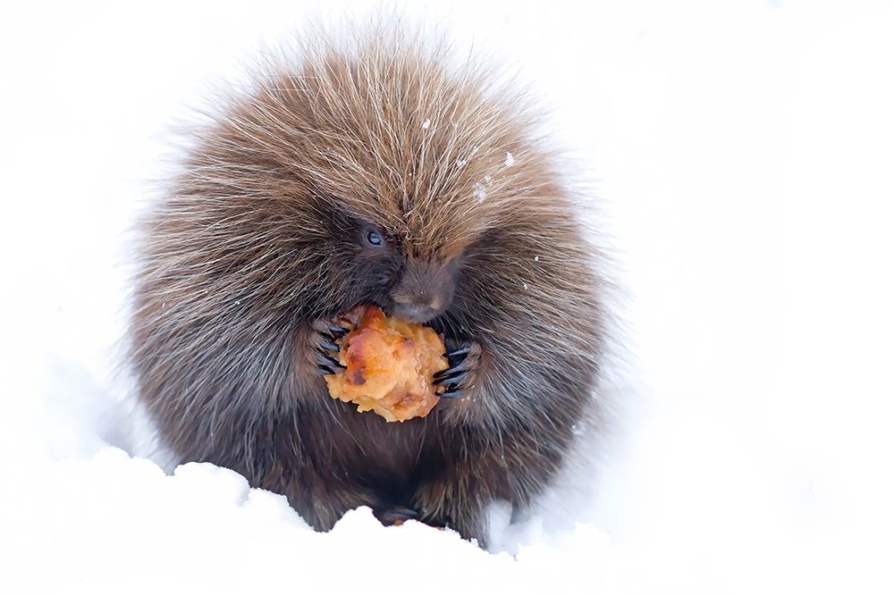 Porcupine with Apple art print by Jim Cumming for $57.95 CAD