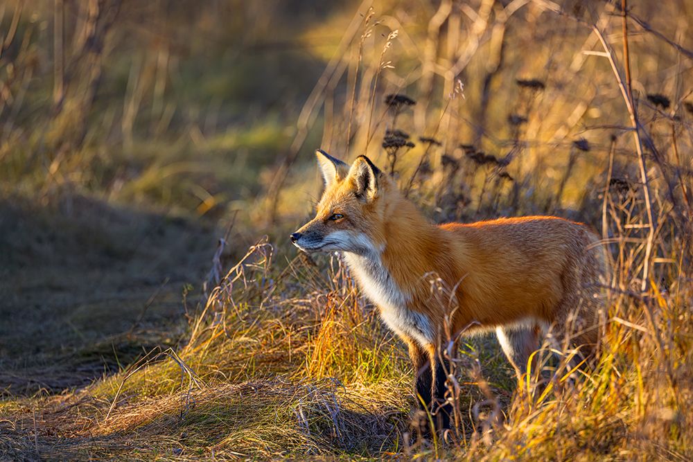 Red Fox at Sunset art print by Jim Cumming for $57.95 CAD