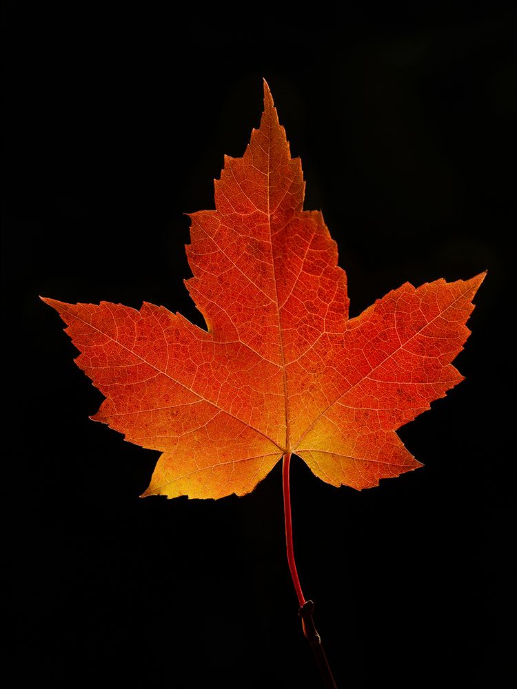 Red Maple Leaf art print by Jim Cumming for $57.95 CAD