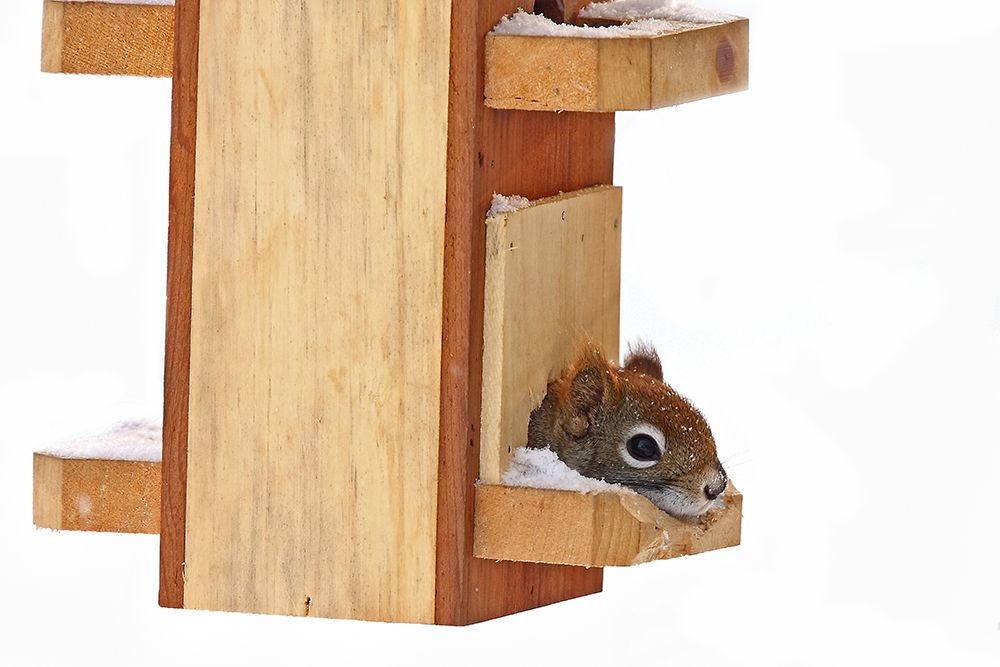 Red Squirrel in Bird Feeder art print by Jim Cumming for $57.95 CAD