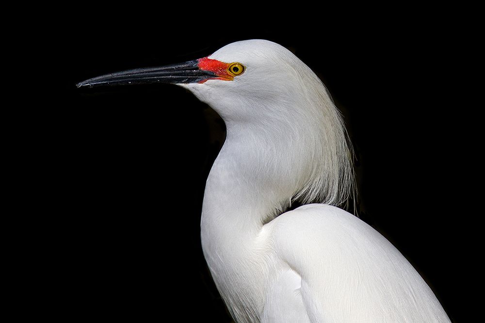 Snowy Egret art print by Jim Cumming for $57.95 CAD