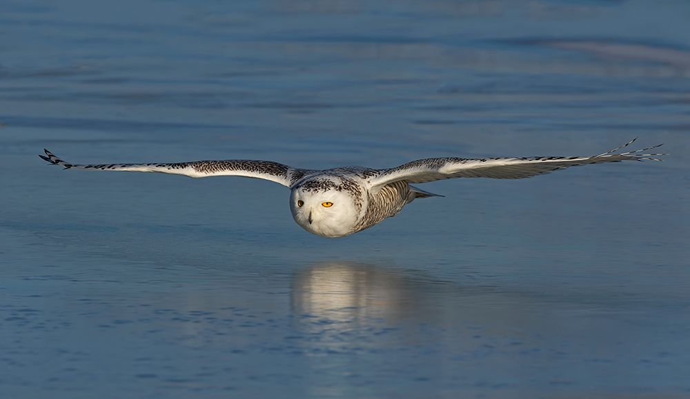 Snowy Owl on Ice art print by Jim Cumming for $57.95 CAD