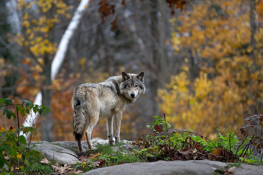 Timber Wolf in Autumn art print by Jim Cumming for $57.95 CAD