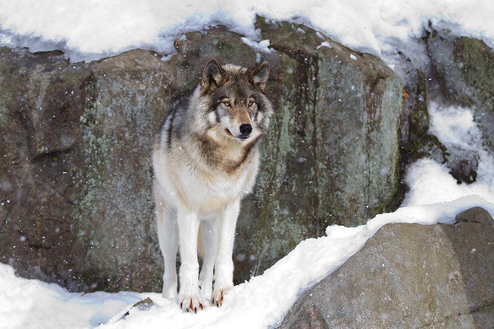 Timber Wolf in Winter art print by Jim Cumming for $57.95 CAD