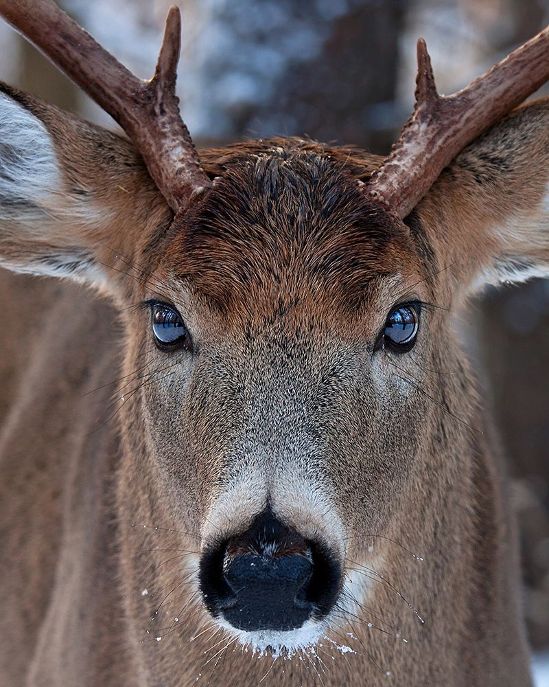 White Tailed Buck Closeup art print by Jim Cumming for $57.95 CAD