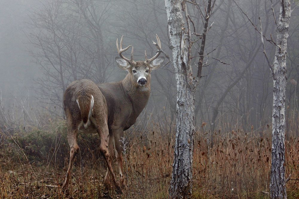 White Tailed Buck in the Autumn Fog art print by Jim Cumming for $57.95 CAD