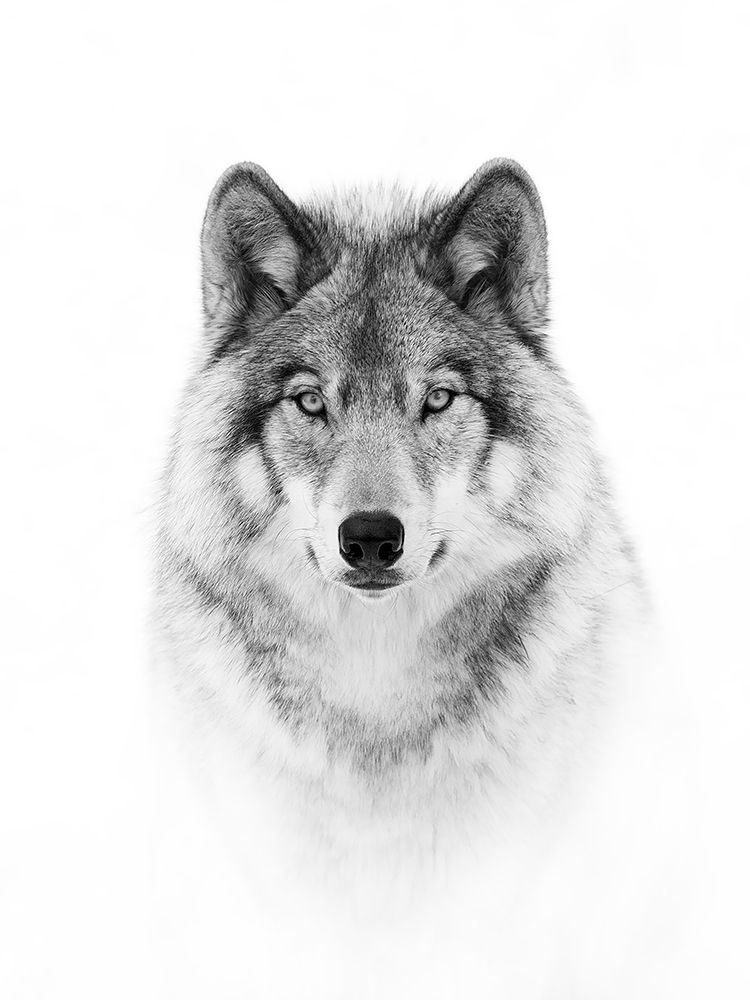 Wolf Portrait in Black and White art print by Jim Cumming for $57.95 CAD