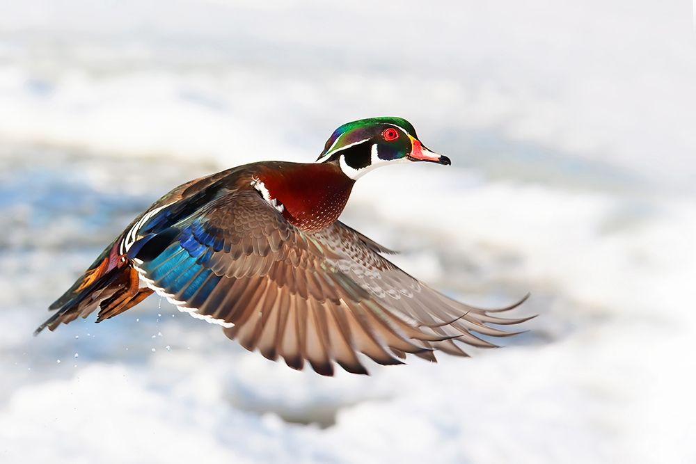 Wood Duck Flight art print by Jim Cumming for $57.95 CAD