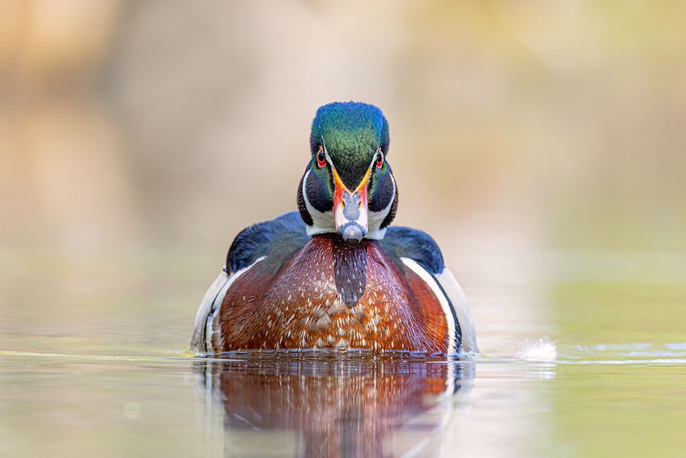 Wood Duck I art print by Jim Cumming for $57.95 CAD