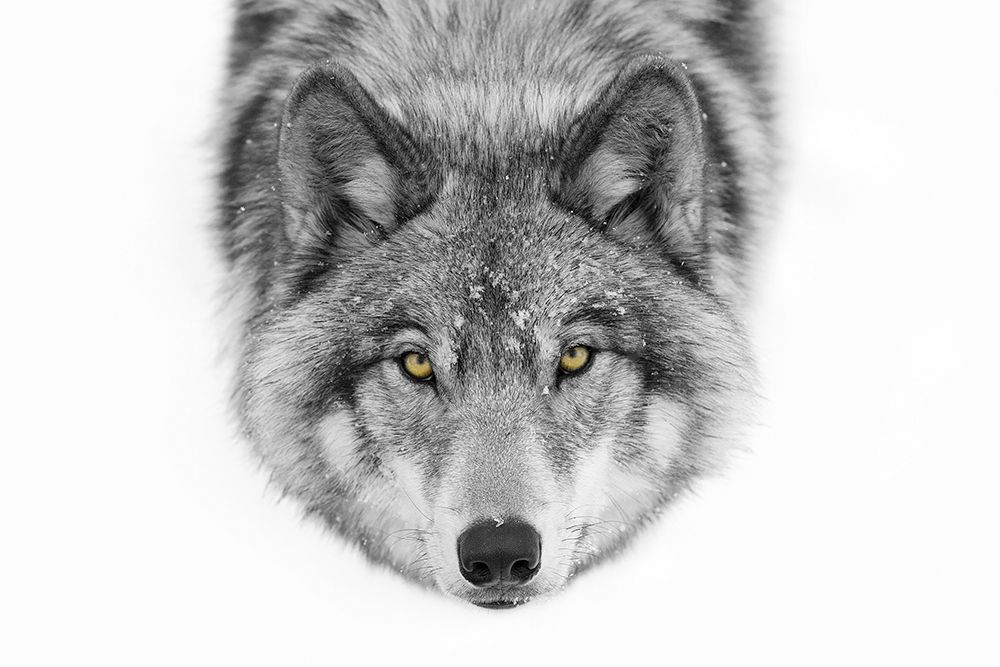 Yellow Eyes Wolf art print by Jim Cumming for $57.95 CAD