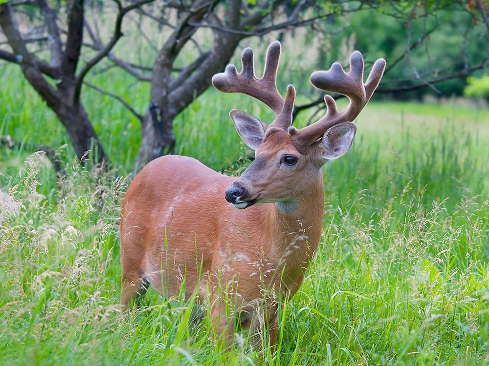 Young Buck in Spring art print by Jim Cumming for $57.95 CAD