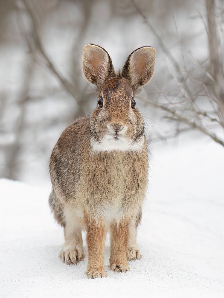 A Curious Eastern Cottontail Rabbit art print by Jim Cumming for $57.95 CAD