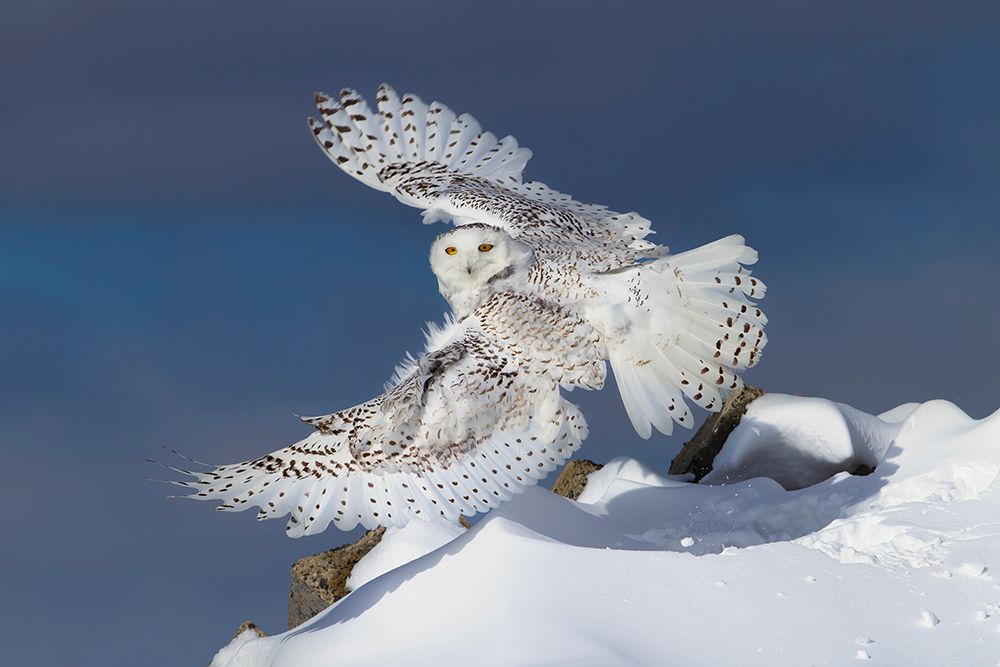 Snowy Owl Liftoff art print by Jim Cumming for $57.95 CAD