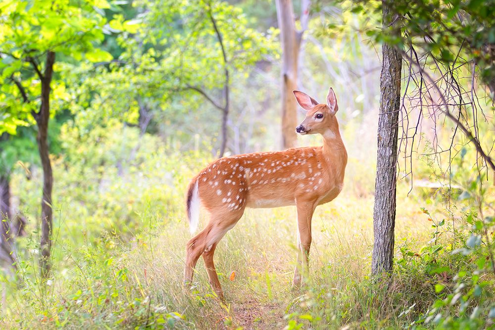 Storybook Fawn art print by Jim Cumming for $57.95 CAD