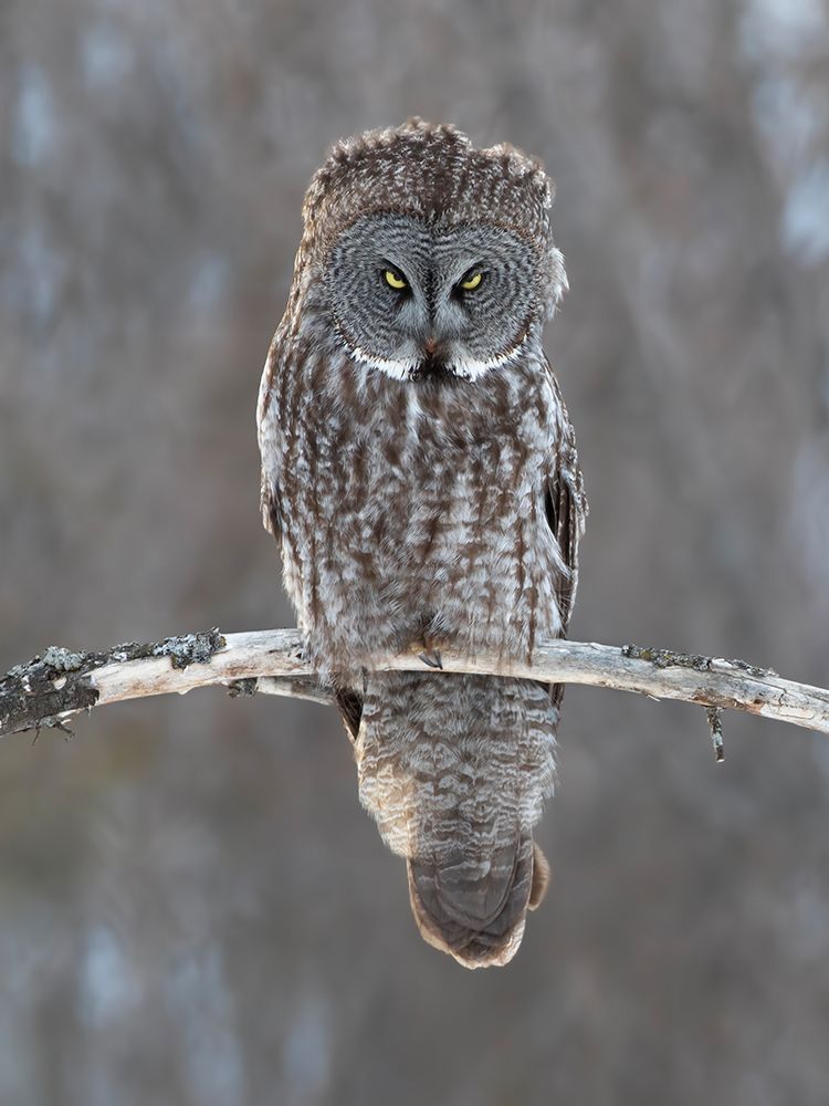 The Look Great Gray Owl art print by Jim Cumming for $57.95 CAD