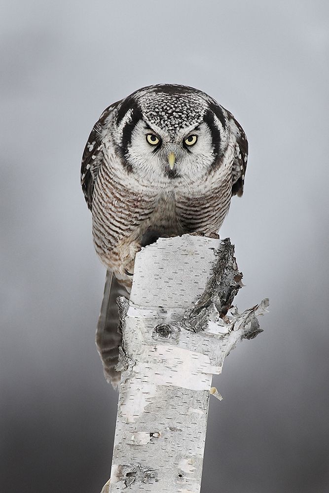 The Stare Northern Hawk Owl art print by Jim Cumming for $57.95 CAD