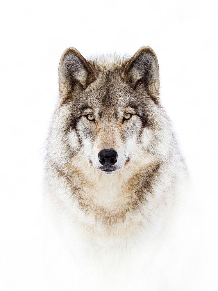 Timber Wolf Portrait art print by Jim Cumming for $57.95 CAD