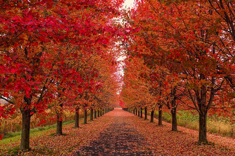 Tree Lined Driveway of Maple Trees in Autumn art print by Jim Cumming for $57.95 CAD