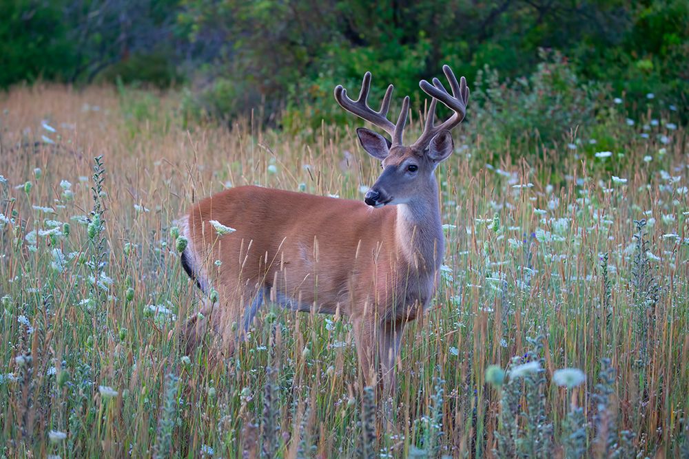 White Tailed Buck in a Summer Meadow art print by Jim Cumming for $57.95 CAD