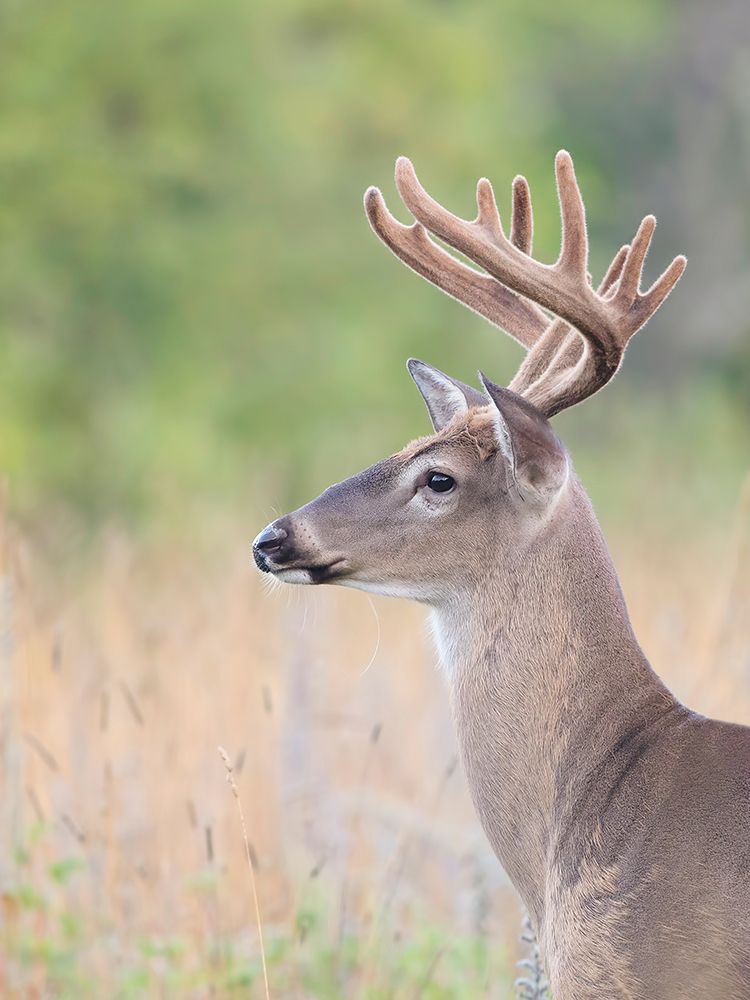 White Tailed Buck Portrait art print by Jim Cumming for $57.95 CAD