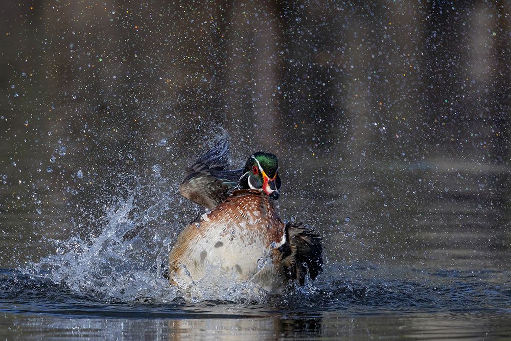 Wood Duck Bathing art print by Jim Cumming for $57.95 CAD