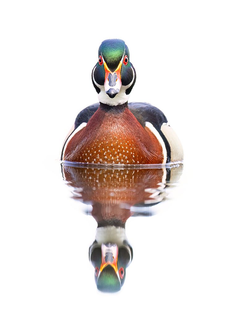 Wood Duck III art print by Jim Cumming for $57.95 CAD