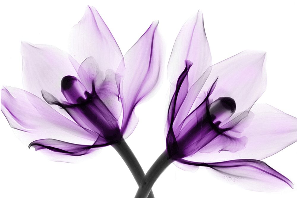 Orchids I art print by Hong Pham for $57.95 CAD