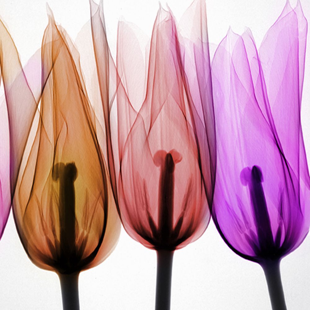 Tulips I art print by Hong Pham for $57.95 CAD