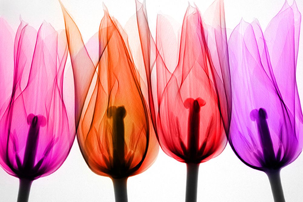Tulips II art print by Hong Pham for $57.95 CAD
