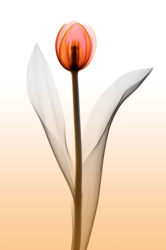 Tulips III art print by Hong Pham for $57.95 CAD