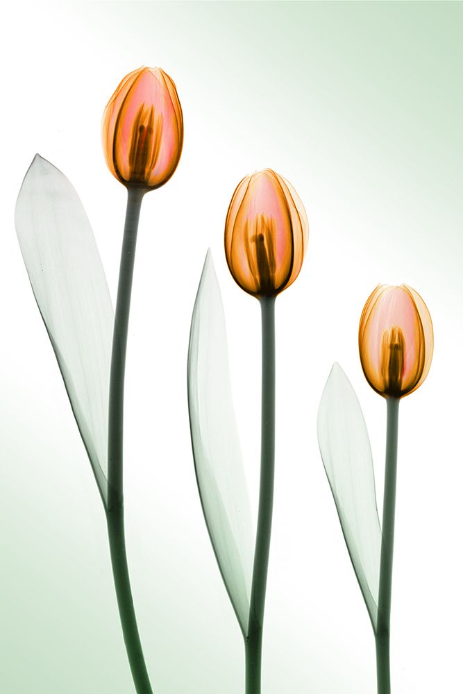 Tulips IV art print by Hong Pham for $57.95 CAD