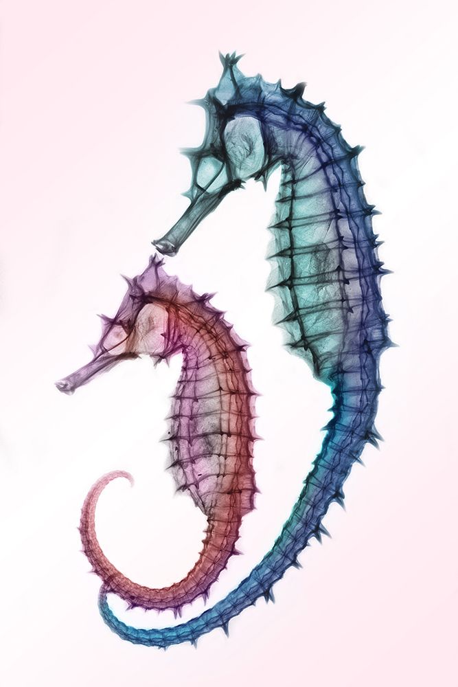 Seahorse art print by Hong Pham for $57.95 CAD