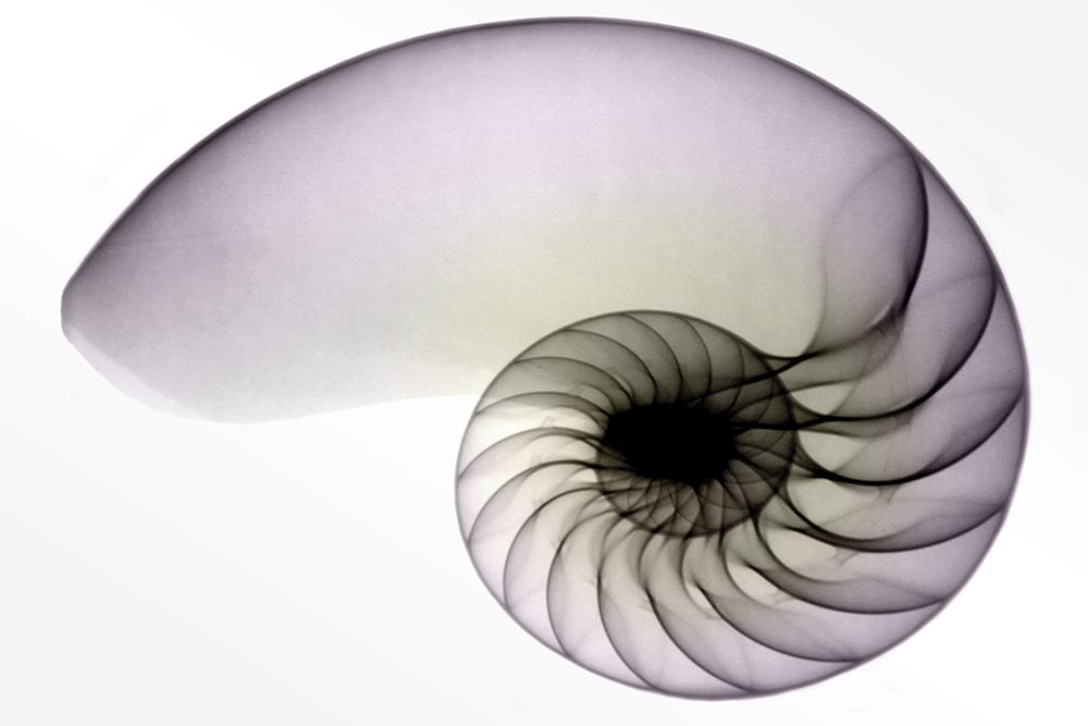 Nautilus I art print by Hong Pham for $57.95 CAD