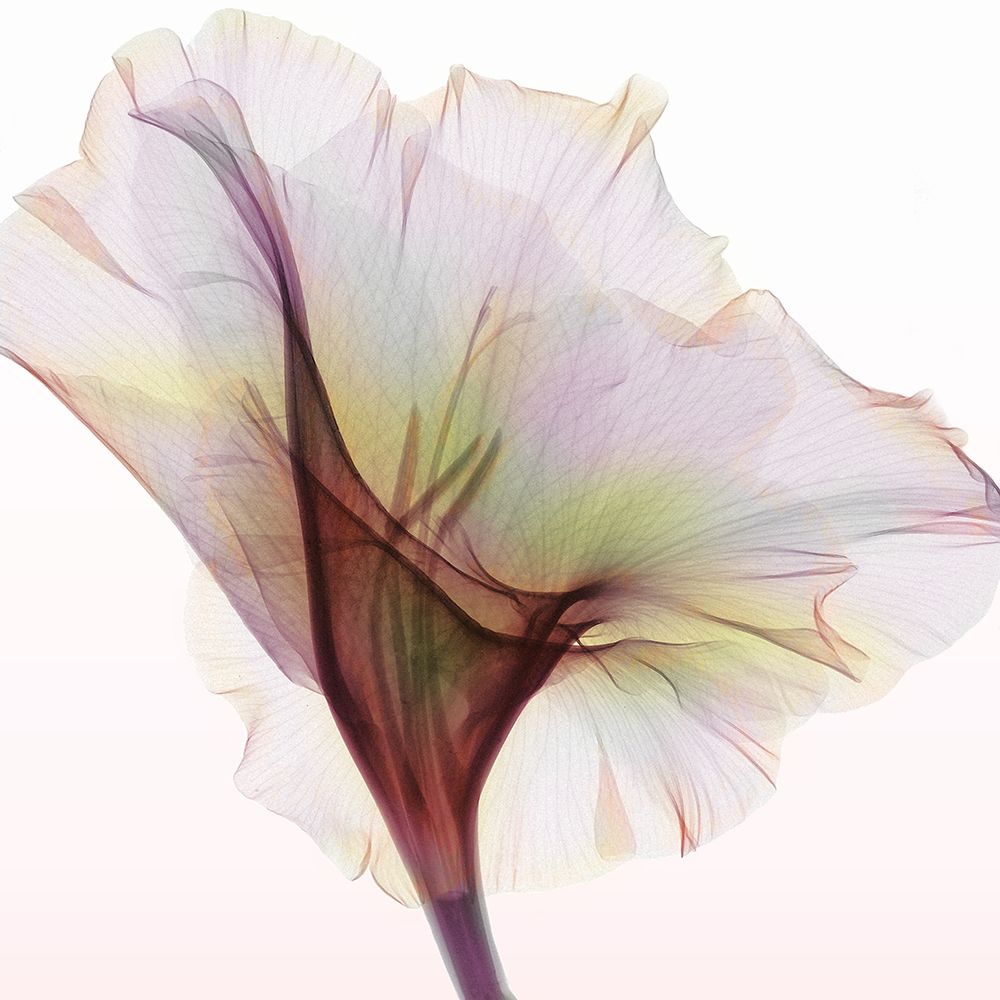 Gladiolus art print by Hong Pham for $57.95 CAD