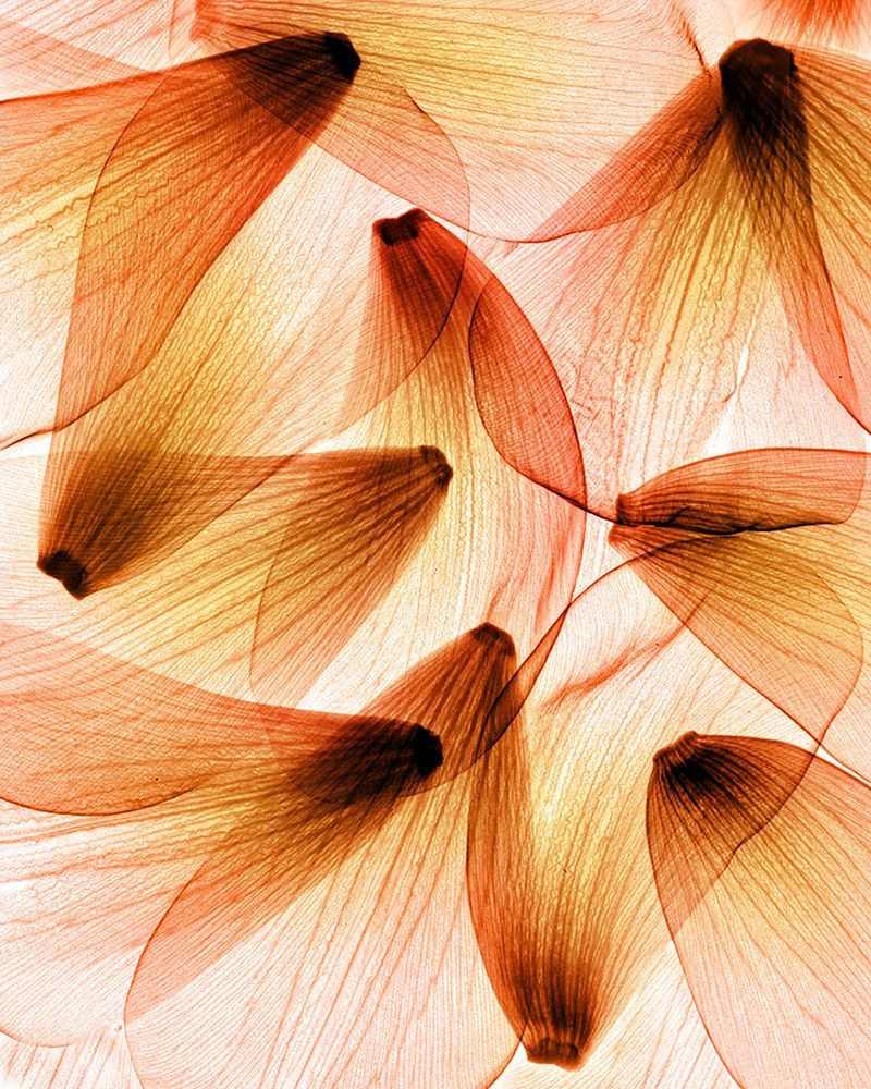 Tulip Petals art print by Hong Pham for $57.95 CAD