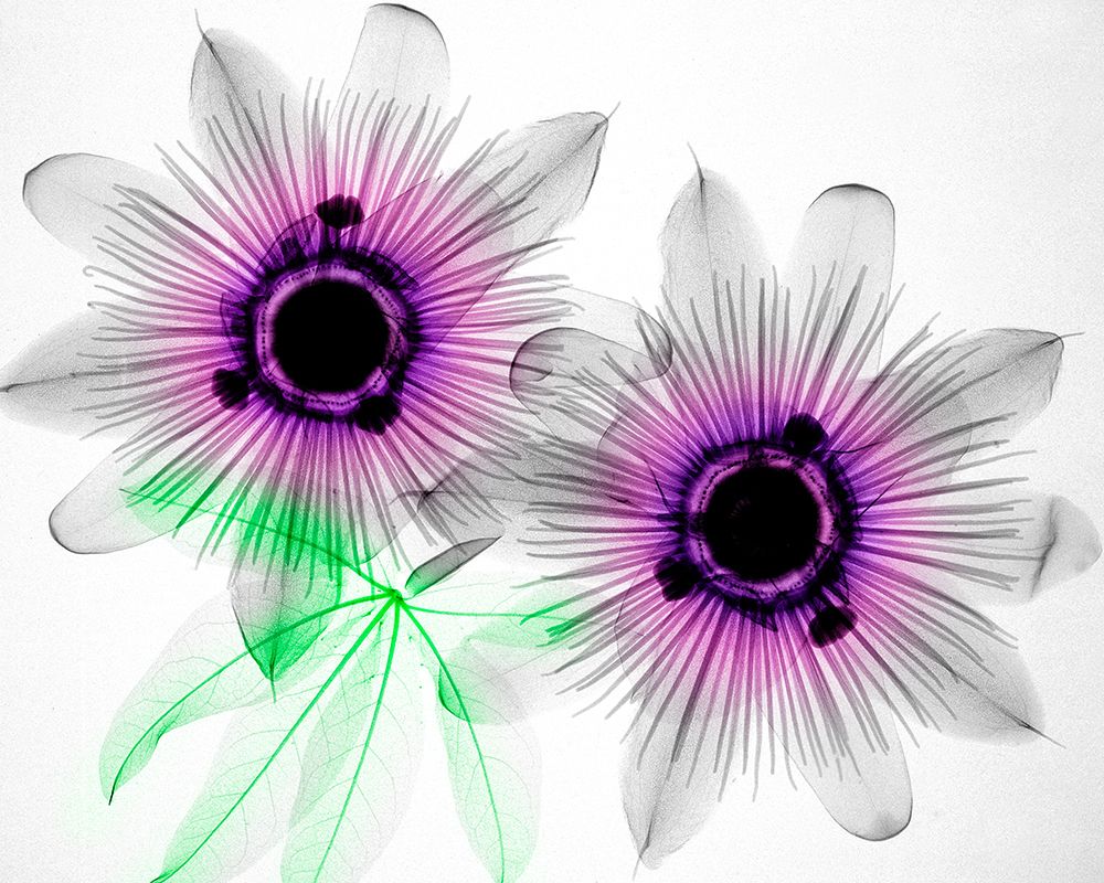 PassionFlower art print by Hong Pham for $57.95 CAD