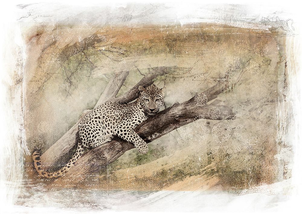 Leopard in Tree art print by Klaus Tiedge for $57.95 CAD