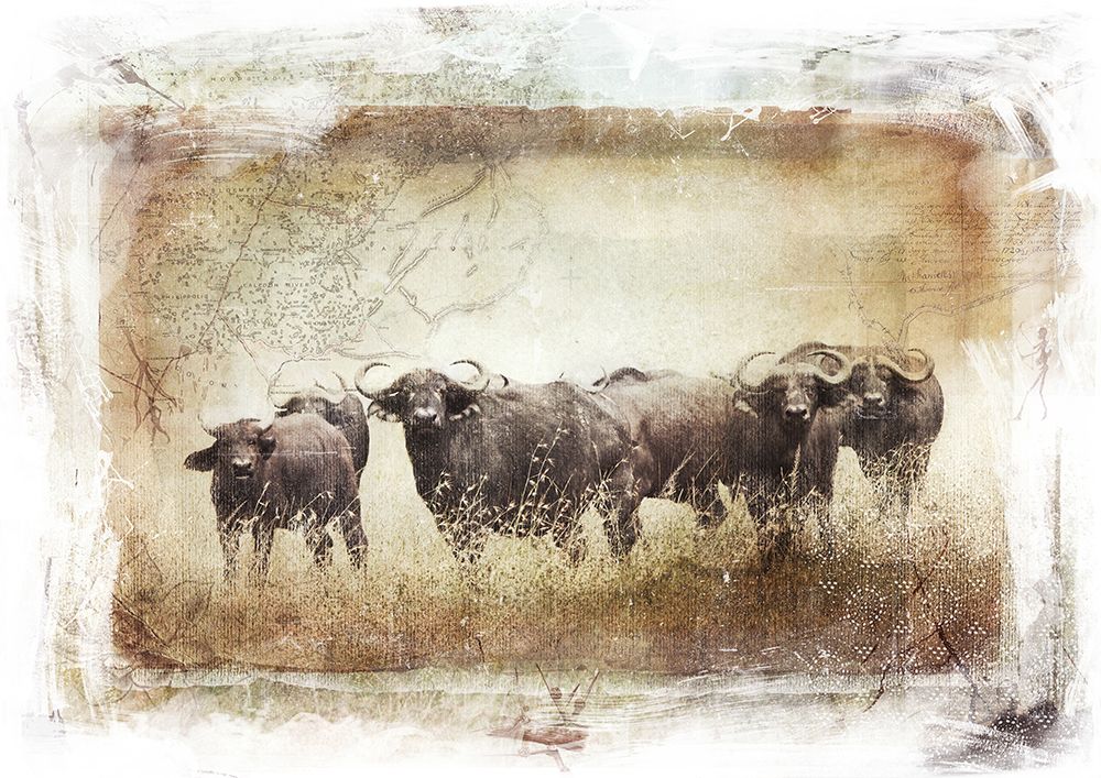 Buffalo Herd art print by Klaus Tiedge for $57.95 CAD