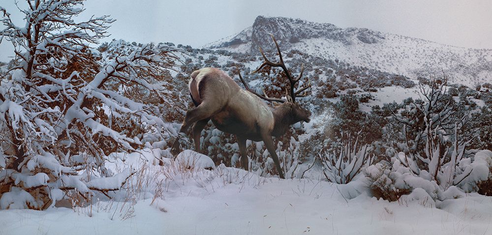 Snowy Elk art print by Steve Hunziker for $57.95 CAD