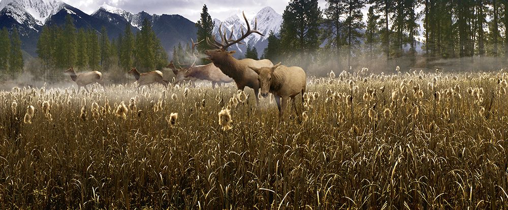 Misty Elk art print by Steve Hunziker for $57.95 CAD