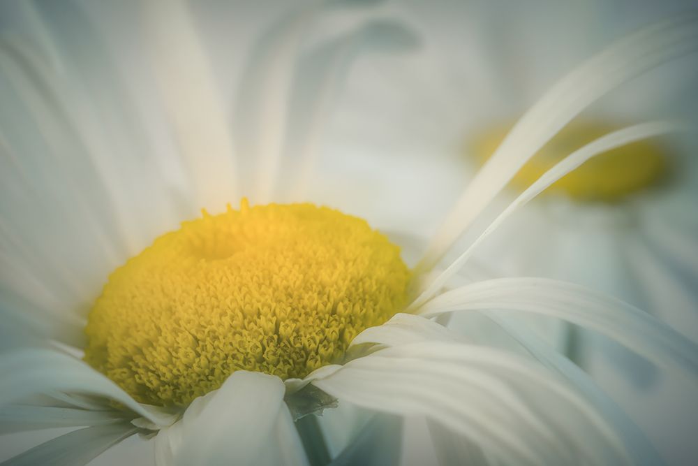 Soft Daisies art print by Don Schwartz for $57.95 CAD