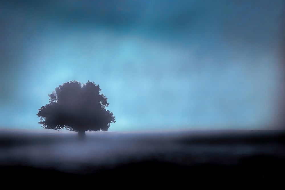 Solitary Tree art print by Don Schwartz for $57.95 CAD