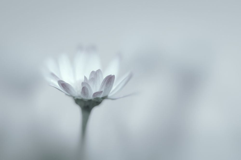 Soft and Dreamy Daisy art print by Don Schwartz for $57.95 CAD