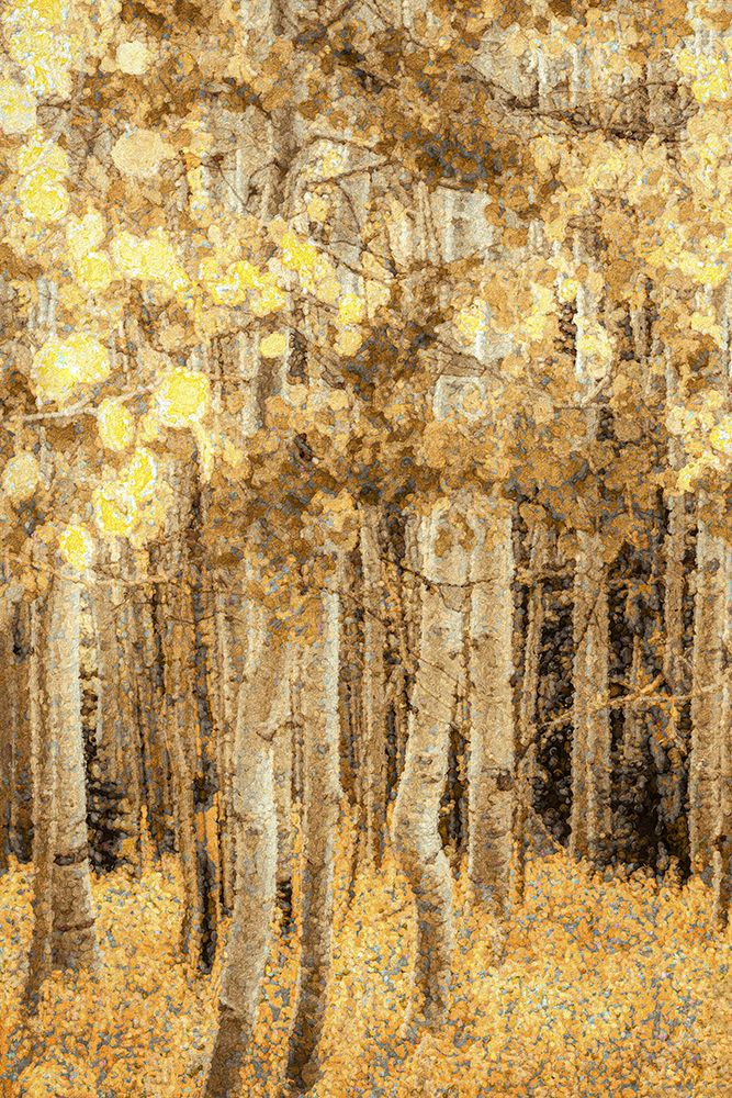Aspens in Late Autumn art print by Don Schwartz for $57.95 CAD