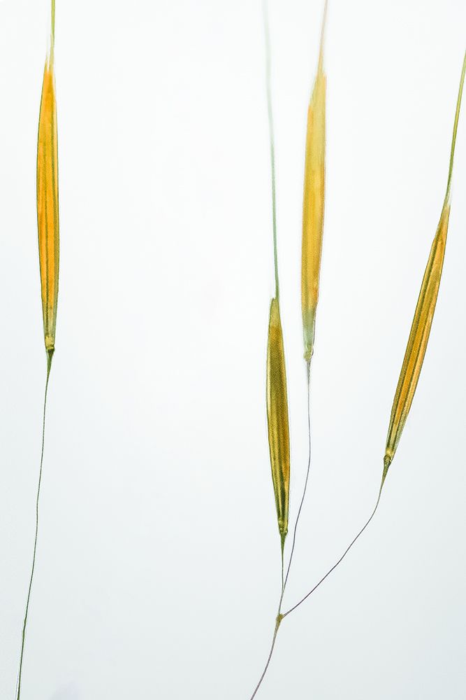 Delicate Grasses art print by Don Schwartz for $57.95 CAD