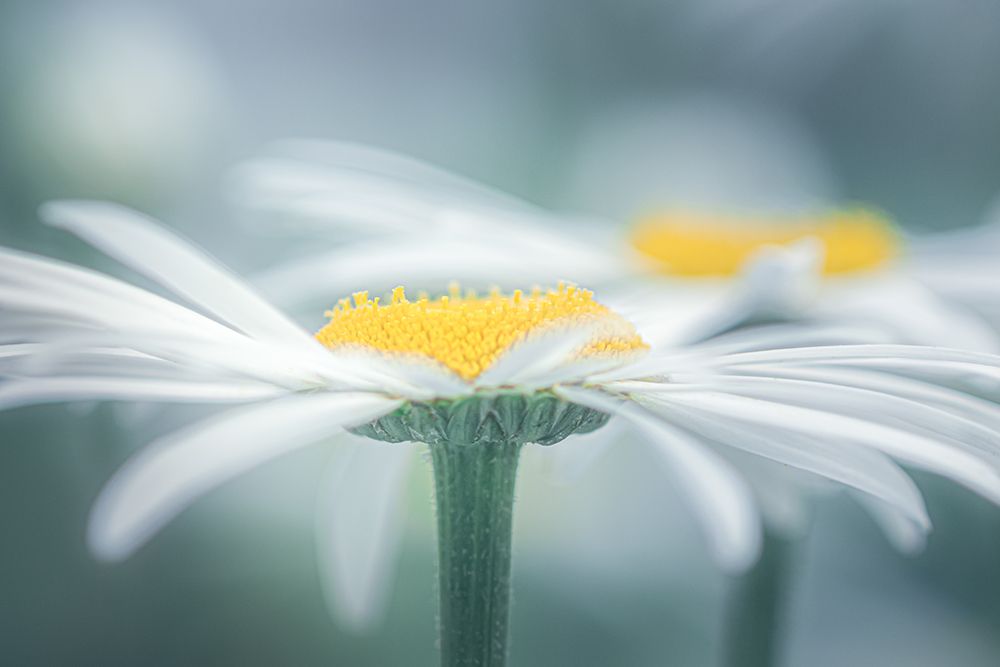 Two Daisies art print by Don Schwartz for $57.95 CAD